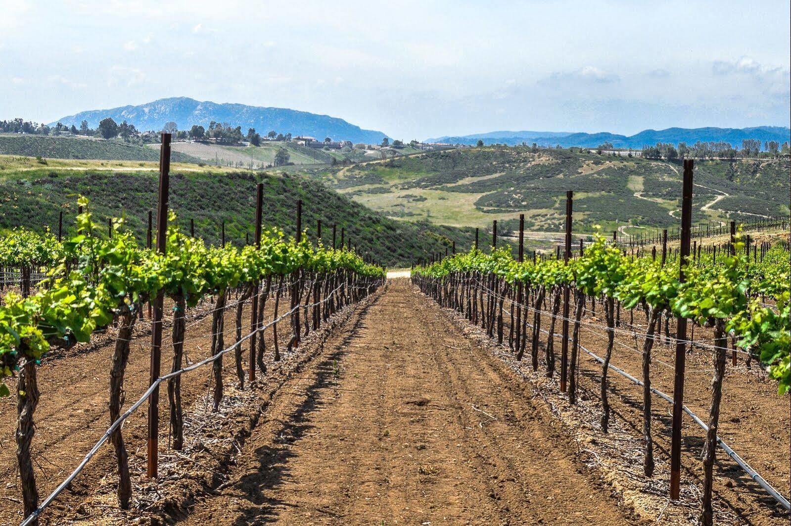 Carter Estate Winery And Resort Temecula Exterior foto